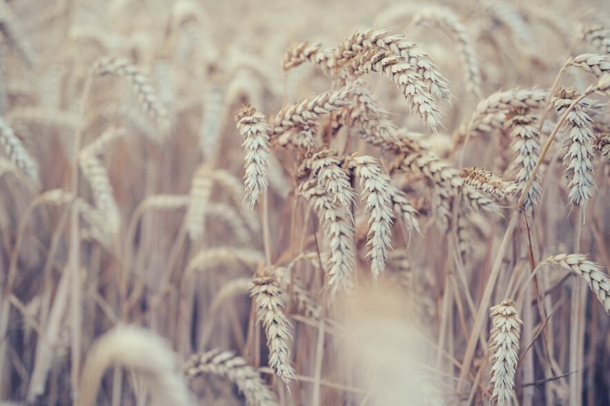 Wheat field Ukraine